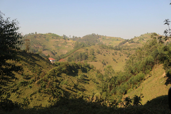 Ichumbi Gorilla Lodge Ichumbi Gorilla Lodge: Landschaft bei Bwindi