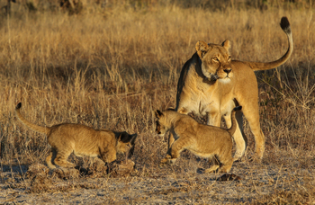 Imvelo Safaris Imvelo Safaris: Löwin mit spielenden Jungtieren