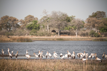 Jackalberry Camp: Nimmersatt-Störche