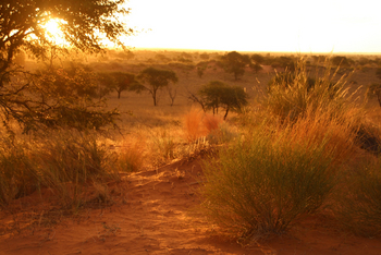 Kalahari Red Dunes Lodge: Späte Sonne