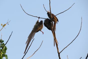 Katara Lodge: Mousebird