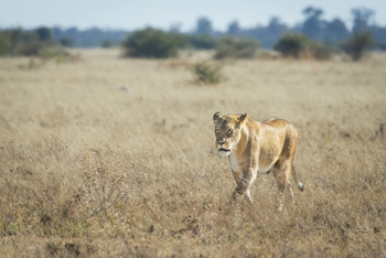 Leroo La Tau Lodge: Nxai Pan National Park - Löwin