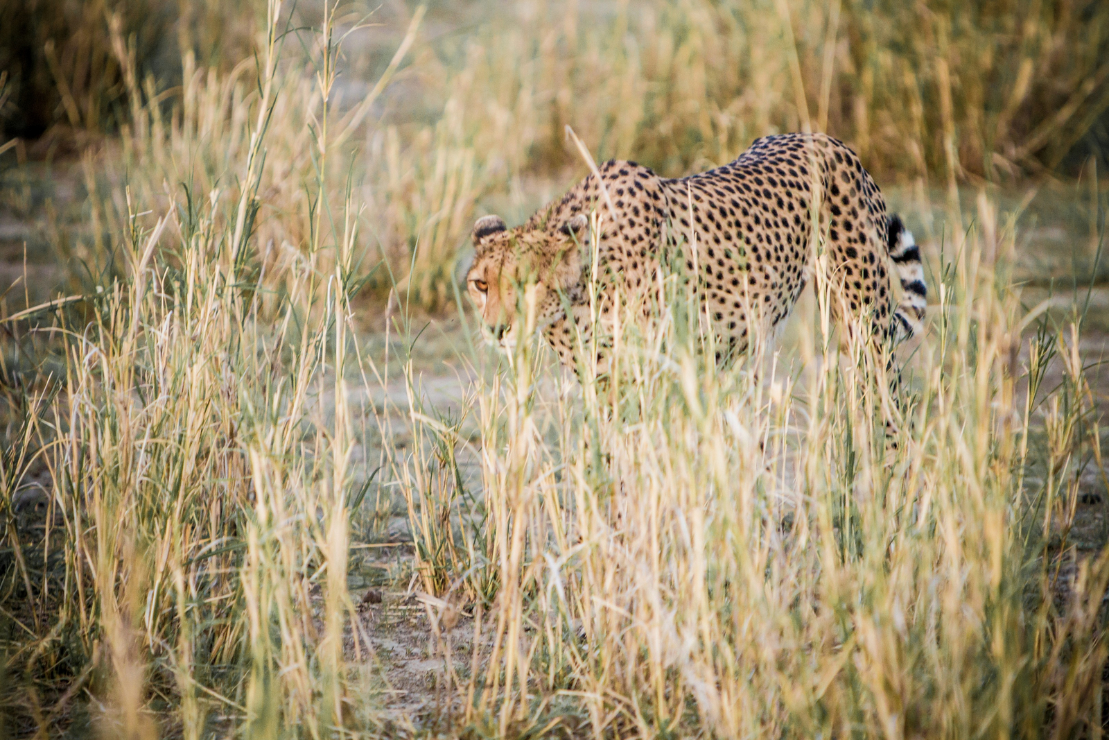Little Chem Chem Little Chem Chem: Gepard im Gras