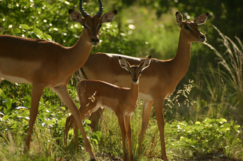 Macatoo Camp: Impalas