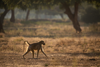 Mana River Camp Mana River Camp: Pavian
