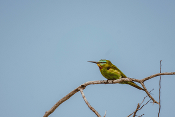 Migration Expeditions Camp Migration Expeditions Camp: Little Bee-Eater
