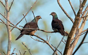Musa Jungle Retreat Musa Jungle Retreat: Barred Cuckoo Dove