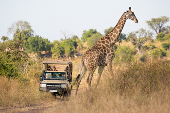 Ngoma Safari Lodge Ngoma Safari Lodge: Giraffe
