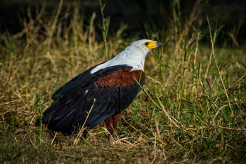 Nokanyana Camp: Fish Eagle am Boden