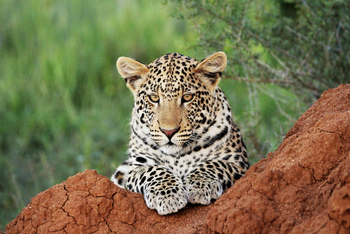 Okonjima Plains Camp: Leopardenportrait