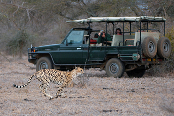 Ol Donyo Lodge: Gepard