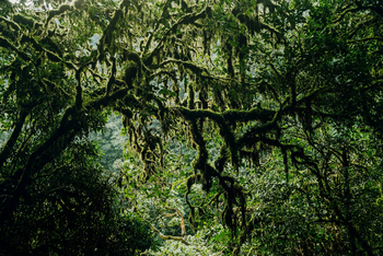 One and Only Nyungwe House: Dichter Jungel