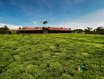 One and Only Nyungwe House: Resort Felder