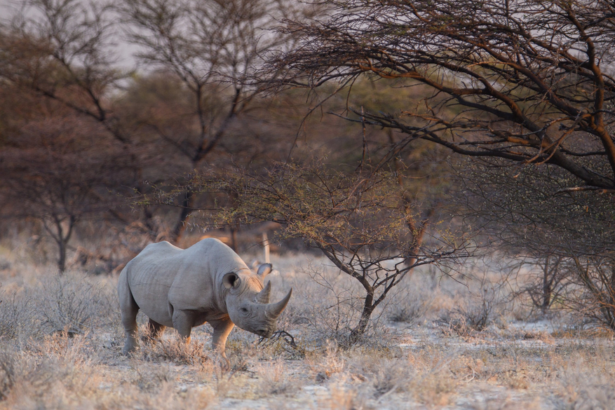 Onguma Reserve