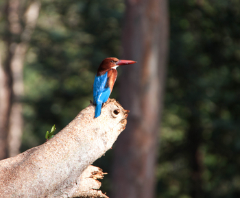 Pench Jungle Camp: White-breasted Kingfisher