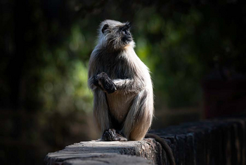 Sawai Vilas: Graulangur