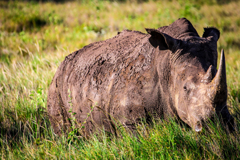Sirikoi Lodge Sirikoi Lodge: Nashorn nach Schlammbad