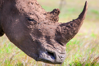 Sirikoi Lodge Sirikoi Lodge: Nashornprofil