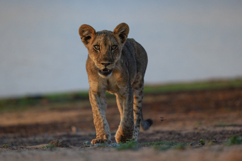 Sungani Lodge Sungani Lodge: Löwe