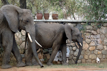 Tarangire Safari Lodge: Elefanten auf dem Gelände