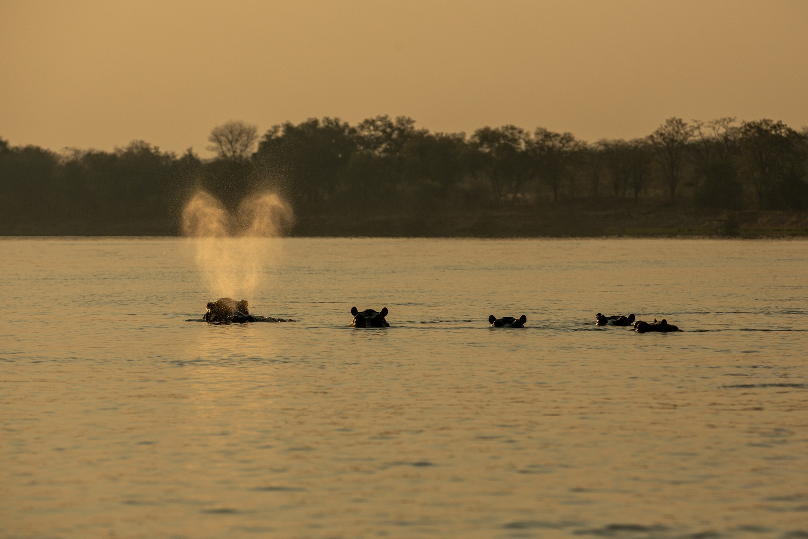 Tembo Plains Camp Tembo Plains Camp: Nilpferde im Wasser
