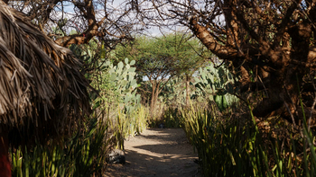 Tindiga Tented Camp: Landschaft