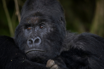 Volcanoes Mount Gahinga Lodge: Gorilla-Portrait