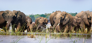 Vundu Camp Vundu Camp: Elefanten im Sambesi