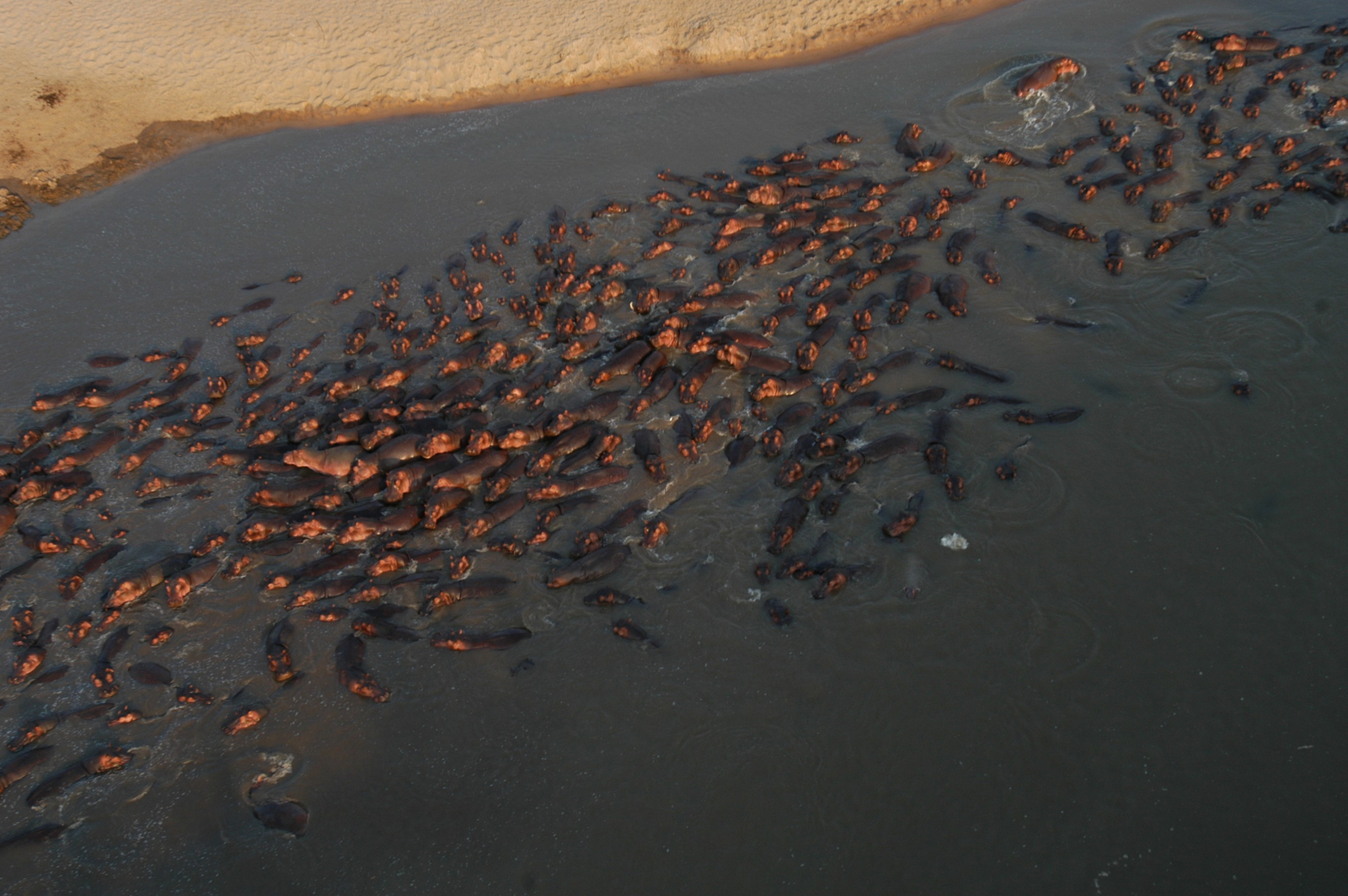 Tafika Camp Tafika Camp: Hippo Pool