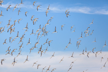 Alphonse Island Lodge: Nobby-Schwarm