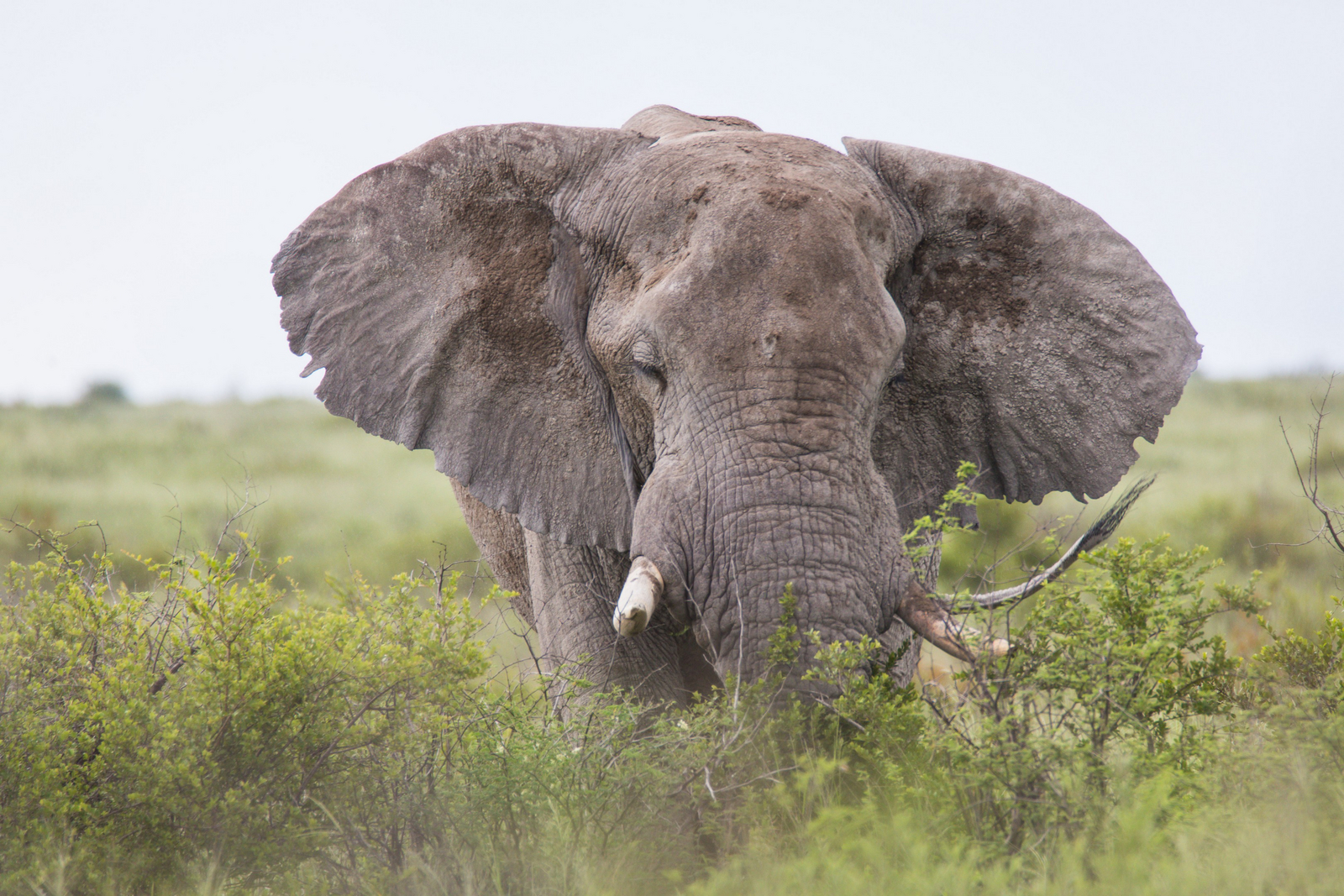 Boteti River Camp Boteti River Camp: Elefantenbulle