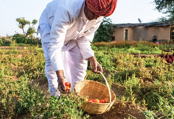 Brij Lakshman Sagar: Küche - Gemüsegarten