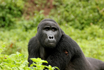 Buhoma Lodge: Young Gorilla
