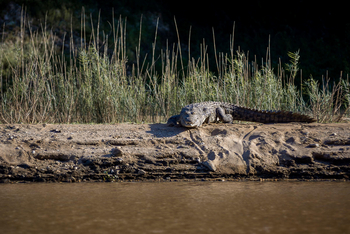 Changa Safari Camp: Krokodil auf einer Sandbank