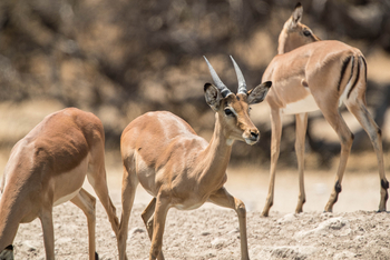 Dinaka Lodge: Impalas