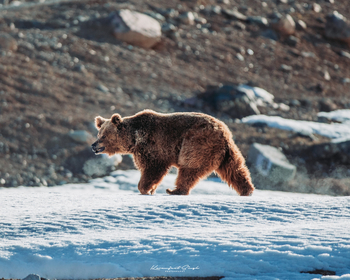 Drenmo Lodge Drenmo Lodge: Himalaya-Braunbär