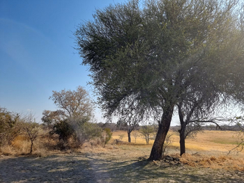 Fiume Bush Camp: Im Busch