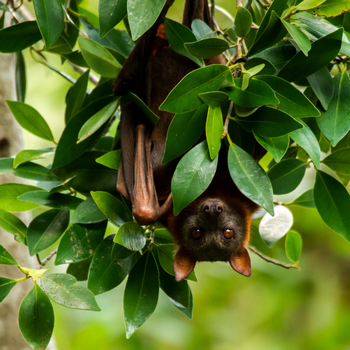 Fundu Lagoon: Fruit Bat