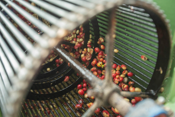 Gorongosa Safaris: Schälmaschine