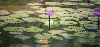 Jim's Jungle Retreat: Seerosen