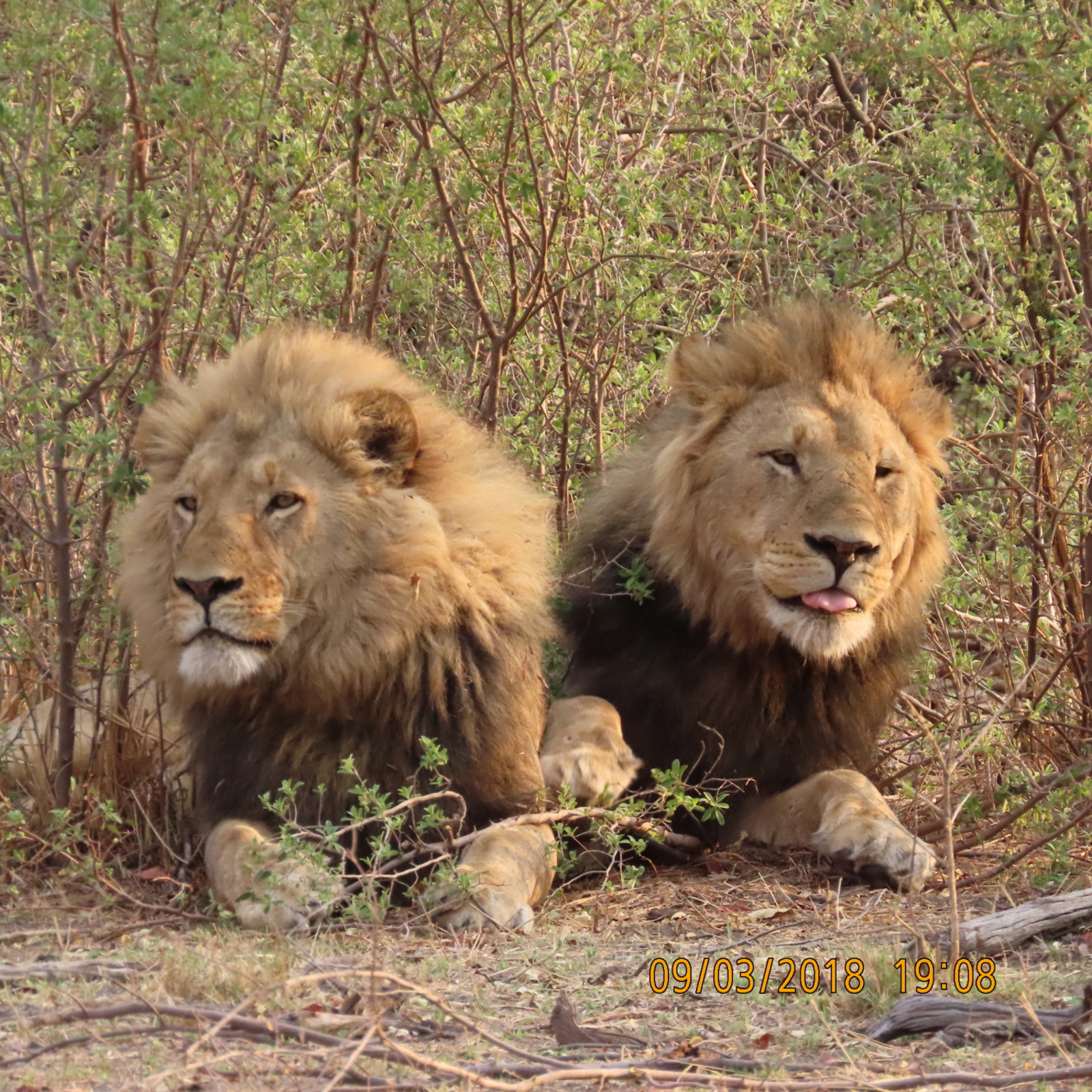 Lagoon Camp Lagoon Camp: Löwenbrüder
