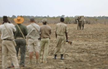 Lion Camp Lion Camp: Begegnung mit jungem Elefant