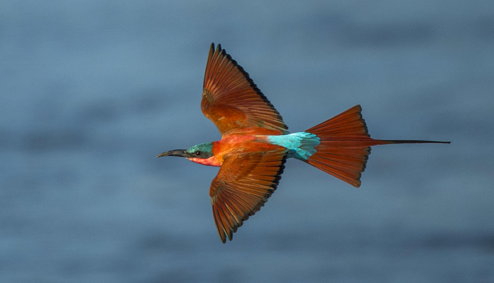 Little Vundu Camp Little Vundu Camp: Carmine Bee-Eater