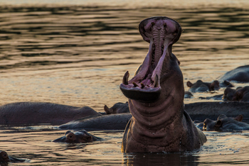 Luambe Camp: Nilpferdrachen