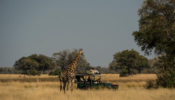 Mapula Lodge: Giraffe