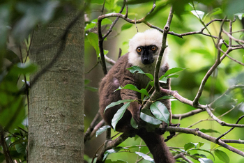 Masoala Forest Lodge: White Fronted Brown Lemur