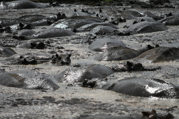 Mbali Mbali Katavi Camp: Glänzende Nilpferdrücken