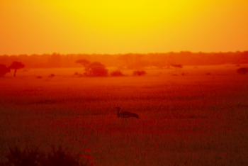 Migration Expeditions Camp Migration Expeditions Camp: Riesentrappe