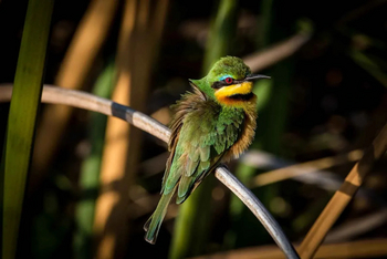 Mogogelo Camp Mogogelo Camp: Little Bee-Eater