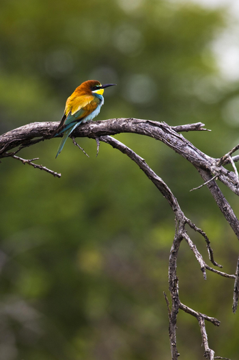 Mushara Game Drive: European Bee-Eater